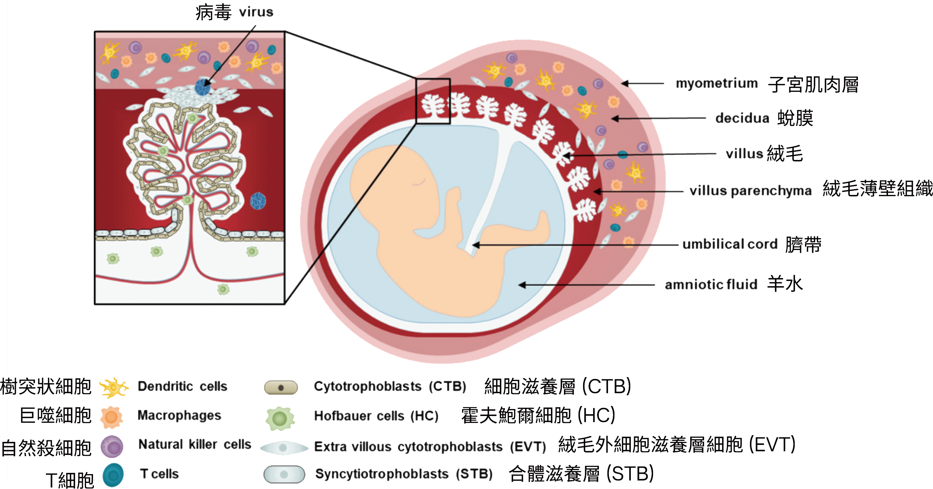 正來自日本、Human Placenta FD Powder Pure Placenta D.R.口服人胎素