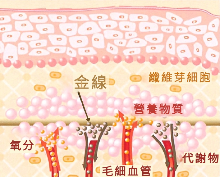 黃金線美容術與 FGF 注射雙效療程｜非整形自然緊緻 -stagemarketing日本韓國皮膚科專用醫學美容品牌