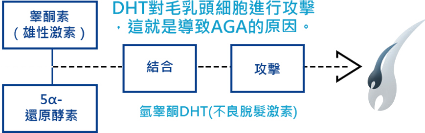 DHT對毛乳頭細胞進行攻擊